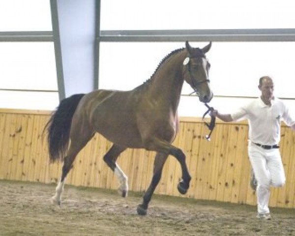 Pferd Adessa (KWPN (Niederländisches Warmblut), 2005, von Koss)