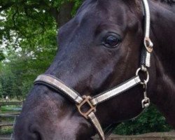 dressage horse Rubin-Star 2 (Oldenburg, 1996, from Rubinstein I)