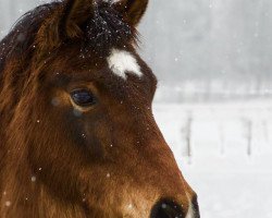 Zuchtstute Ulme (Welsh Pony (Sek.B), 1996, von Conrado)