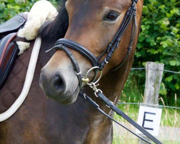 horse Caitano (Welsh-Pony (Section B), 2011, from Campari)