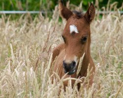 dressage horse Nessis Sunlight DC (German Riding Pony, 2016, from Steendieks Clint Eastwood)