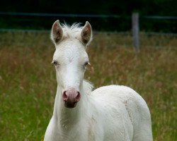 broodmare Donnalittchen DC (German Riding Pony, 2016, from The Braes My Mobility)