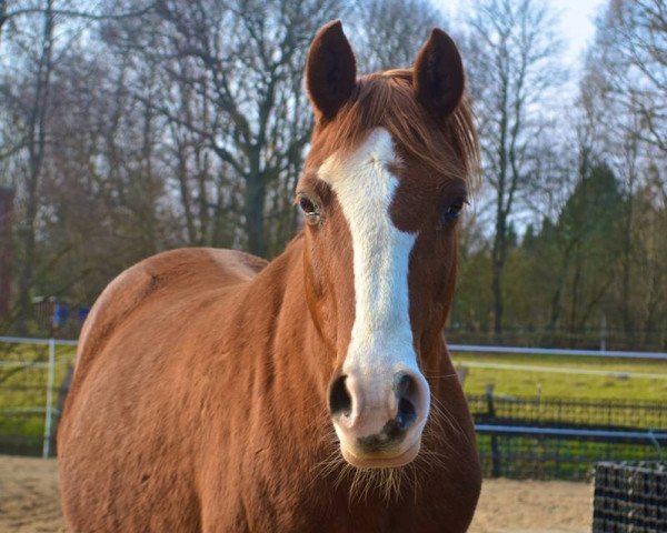 broodmare Rush On (German Riding Pony, 2000, from Akiro)