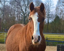 broodmare Rush On (German Riding Pony, 2000, from Akiro)