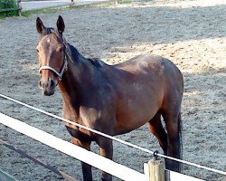 horse Speranza XX (Thoroughbred, 1995, from Highland Chieftain xx)