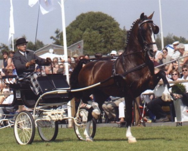 Deckhengst Lorton (Koninklijk Warmbloed Paardenstamboek Nederland (KWPN), 1993, von Wouter)