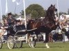 stallion Lorton (KWPN (Royal Dutch Sporthorse), 1993, from Wouter)