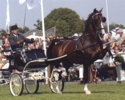 Deckhengst Lorton (KWPN (Niederländisches Warmblut), 1993, von Wouter)