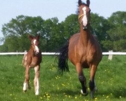 broodmare Contessa Asti (Bavarian, 2007, from Asti Frizzante)