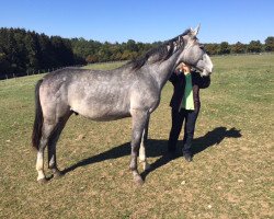 horse C-Berlin (Oldenburger Springpferd, 2014, from Can Fly Berlin)