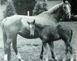 Zuchtstute Valita CH (Schweizer Warmblut, 1976, von Aristocrate)