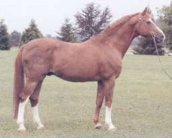 stallion Aristocrate (Swiss Warmblood, 1969, from Aladin)