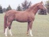 stallion Aristocrate (Swiss Warmblood, 1969, from Aladin)
