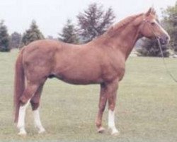 stallion Aristocrate (Swiss Warmblood, 1969, from Aladin)