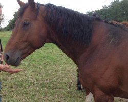 horse Locke & Bossi (Hanoverian, 2011)