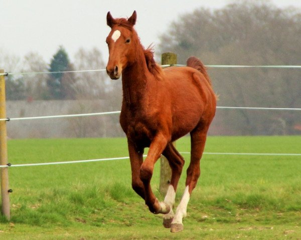 stallion Asapablo (Hanoverian, 2015, from Asagao xx)