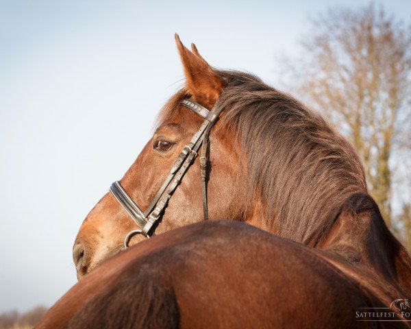 dressage horse Rapa Nui 5 (Oldenburg, 1994, from Rubinstein I)