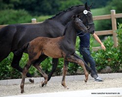 stallion Brilliant 58 (Westphalian, 2016, from Baccardi)