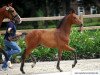 dressage horse Hengst von Baccardi / Lissaro (Westphalian, 2016, from Baccardi)