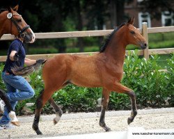 dressage horse Hengst von Baccardi / Lissaro (Westphalian, 2016, from Baccardi)