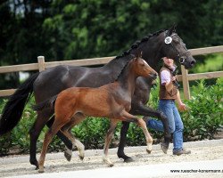 dressage horse Champuslied HG (Westphalian, 2016, from Champagner)