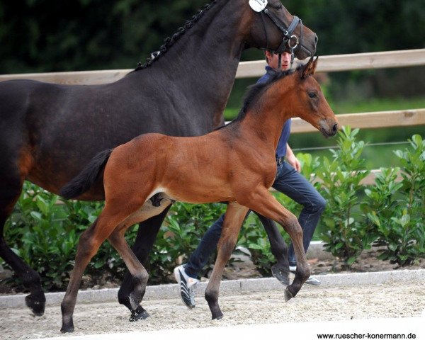 dressage horse Hengst von Baccardi / Santino (Westphalian, 2016, from Baccardi)