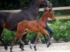 dressage horse Hengst von Baccardi / Santino (Westphalian, 2016, from Baccardi)