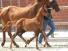 dressage horse Stute von Baccardi / Wolkenstein II (Westphalian, 2016, from Baccardi)