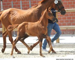 dressage horse Stute von Baccardi / Wolkenstein II (Westphalian, 2016, from Baccardi)