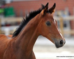 broodmare Baronesse (Westphalian, 2016, from Baccardi)