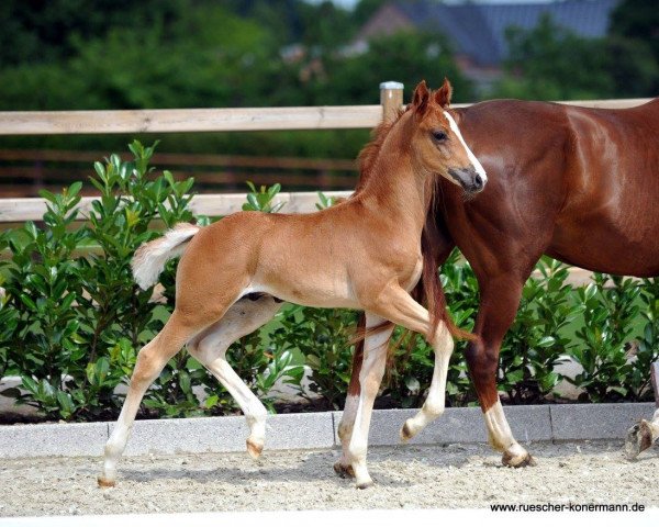 dressage horse Hengst von Baccardi / Floresco (Westphalian, 2016, from Baccardi)