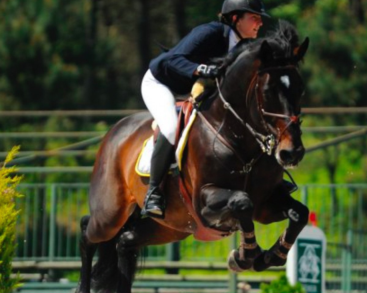 Springpferd Gandy vd Bisschop (Belgisches Warmblut, 2006, von Calvaro Z)