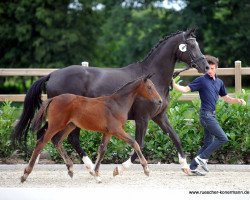 dressage horse Chloé 19 (Westphalian, 2016, from Champagner)