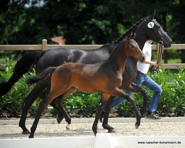 dressage horse Beat It (Westphalian, 2016, from Baccardi)