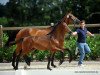 broodmare Charlotte (Westphalian, 2016, from Champagner)