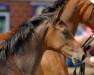 dressage horse Bruno Banani 17 (Westphalian, 2016, from Baccardi)