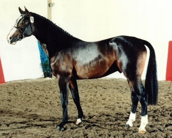 jumper Rheinsberg (Holsteiner, 1994, from Ramiro Z)