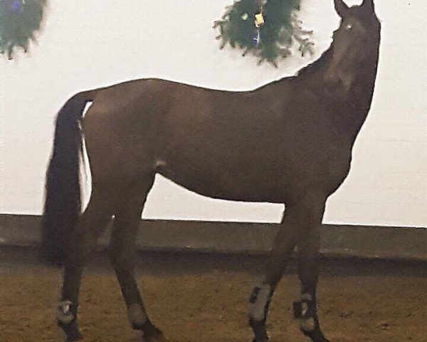 dressage horse For Fidelity (Westphalian, 2013, from Fürst Romancier)