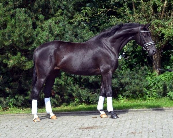 dressage horse Stute von Dancier/Rubin Royal (Hanoverian, 2011, from Dancier)