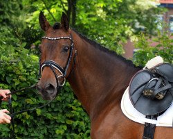 Dressurpferd Durella (Deutsches Reitpony, 2009, von Classic Dancer I)