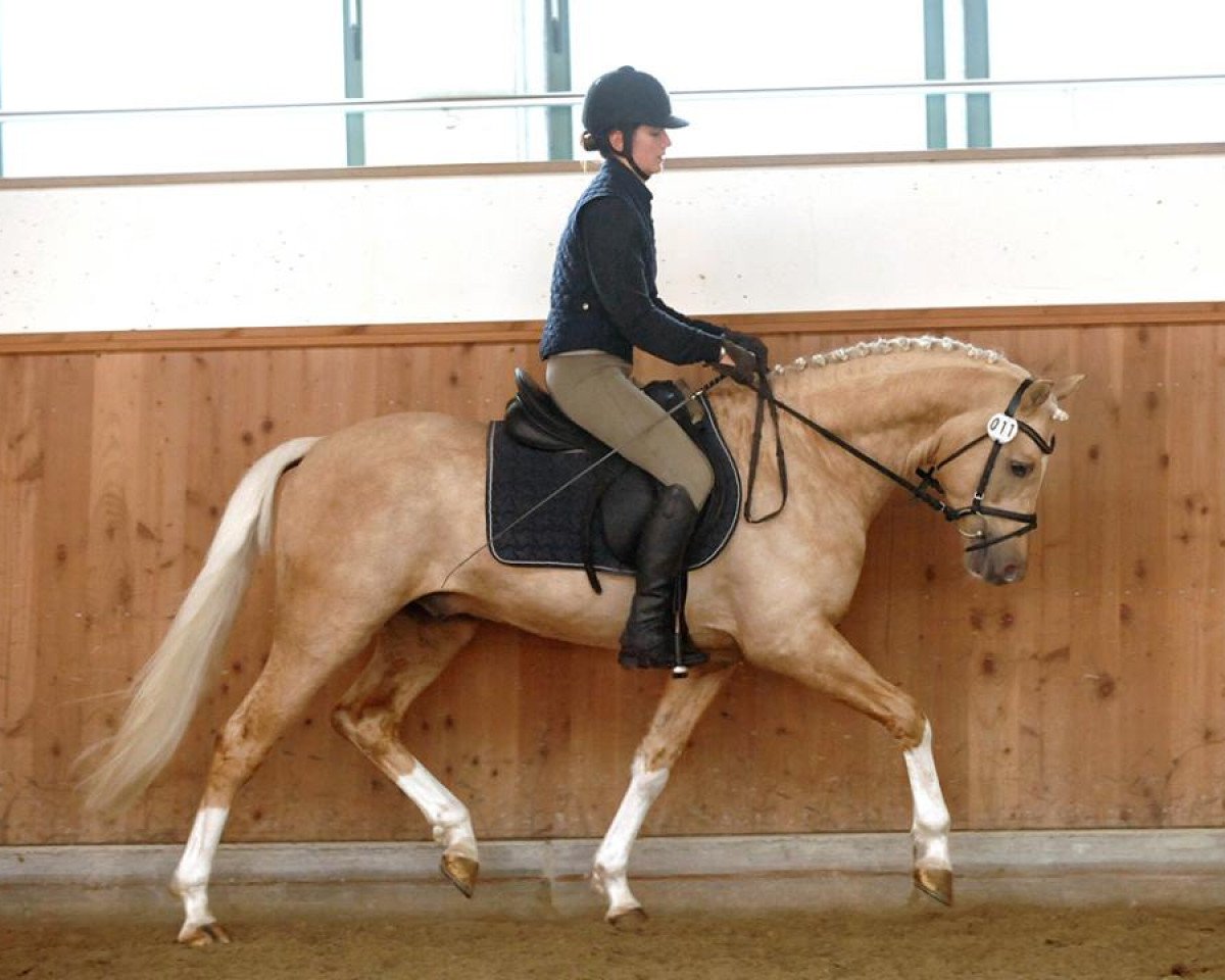 stallion Jonker's Socrates (Nederlands Welsh Ridepony, 2006, from Veenstra's Promise)