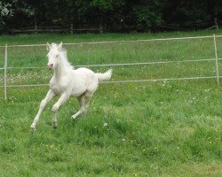 dressage horse Mac Dreamy (German Riding Pony, 2015, from MacGyver R)