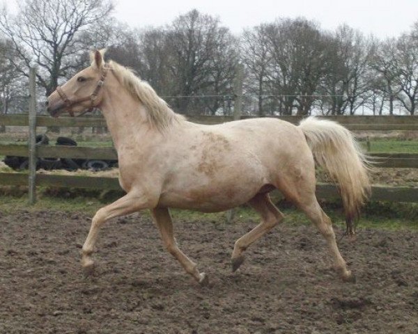 broodmare Dora (German Riding Pony, 2010, from Trentino)