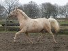 broodmare Dora (German Riding Pony, 2010, from Trentino)