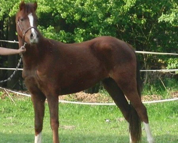 Pferd Giulietta DC (Deutsches Reitpony, 2011, von Campari)