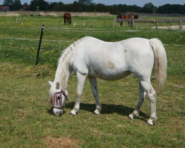 broodmare Steehorst Free Blossem (Welsh-Pony (Section B), 1994, from Eyarth Rio)