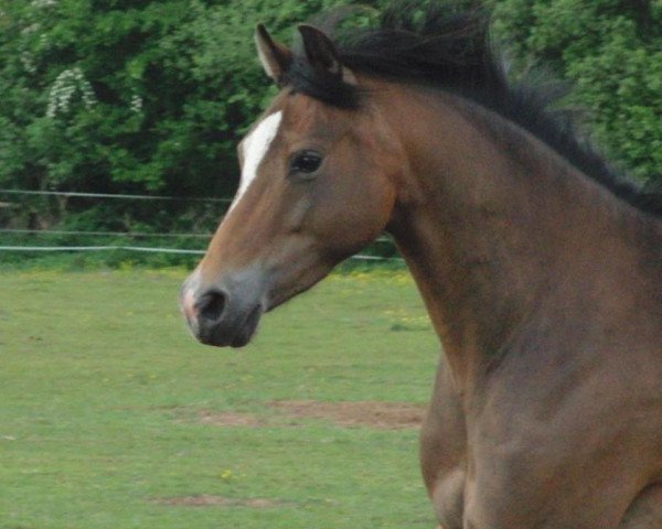 Zuchtstute Gabria (Deutsches Reitpony, 2005, von Halifax)