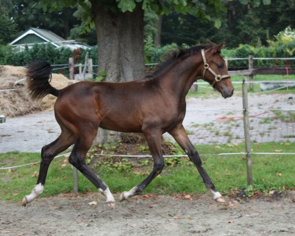 dressage horse Hengst von Fürst Romancier /Don Marino (Oldenburg, 2011, from Fürst Romancier)