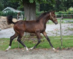 horse Hengst von Fürst Romancier /Don Marino (Oldenburger, 2011, from Fürst Romancier)