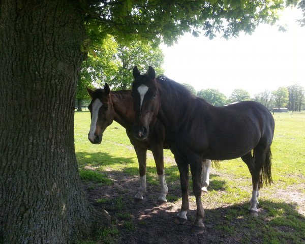 dressage horse Wendelin 224 (German Riding Pony, 1997, from Andy)